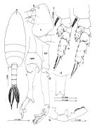 Espèce Scottocalanus securifrons - Planche 1 de figures morphologiques