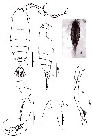 Espèce Pontella sp.1 - Planche 1 de figures morphologiques