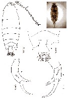 Espèce Pontella sp.2 - Planche 1 de figures morphologiques
