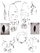 Species Pontellopsis armata - Plate 11 of morphological figures