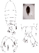 Species Pontellopsis krameri - Plate 6 of morphological figures