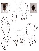 Species Pontellina plumata - Plate 36 of morphological figures