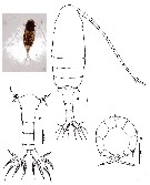 Species Pseudodiaptomus annandalei - Plate 6 of morphological figures