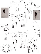 Species Pseudodiaptomus aurivilli - Plate 4 of morphological figures