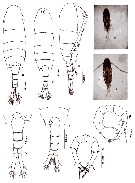 Species Pseudodiaptomus clevei - Plate 4 of morphological figures