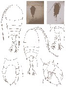 Espèce Temora discaudata - Planche 17 de figures morphologiques