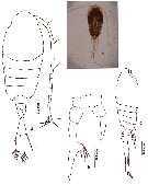 Espèce Tortanus (Tortanus) barbatus - Planche 8 de figures morphologiques