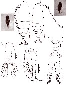 Species Canthocalanus pauper - Plate 9 of morphological figures
