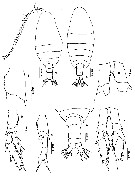 Espèce Nannocalanus minor - Planche 29 de figures morphologiques