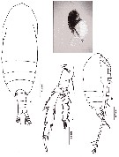Espèce Acrocalanus longicornis - Planche 19 de figures morphologiques