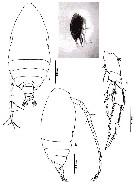 Espèce Acrocalanus monachus - Planche 9 de figures morphologiques