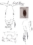Espèce Calocalanus pavo - Planche 18 de figures morphologiques