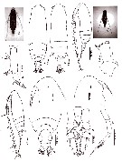 Species Subeucalanus subcrassus - Plate 11 of morphological figures