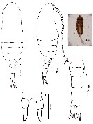 Espèce Clausocalanus furcatus - Planche 18 de figures morphologiques