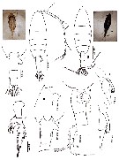 Species Euchaeta concinna - Plate 24 of morphological figures