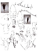 Espèce Euchaeta indica - Planche 9 de figures morphologiques