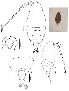 Espèce Scolecithricella longispinosa - Planche 2 de figures morphologiques