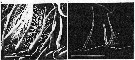 Species Labidocera madurae - Plate 7 of morphological figures