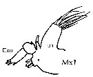 Espèce Euaugaptilus gibbus - Planche 7 de figures morphologiques