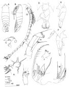 Species Pontella novaezealandiae - Plate 2 of morphological figures