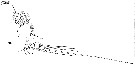 Espèce Euaugaptilus squamatus - Planche 7 de figures morphologiques