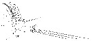Espèce Euaugaptilus squamatus - Planche 6 de figures morphologiques