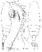 Espèce Euaugaptilus paroblongus - Planche 1 de figures morphologiques