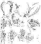 Espèce Euaugaptilus paroblongus - Planche 2 de figures morphologiques