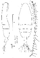 Espce Euaugaptilus roei - Planche 1 de figures morphologiques