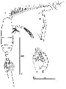 Espèce Euaugaptilus facilis - Planche 12 de figures morphologiques