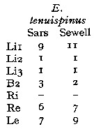 Espèce Euaugaptilus tenuispinus - Planche 6 de figures morphologiques