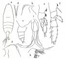 Species Chirundina streetsii - Plate 1 of morphological figures