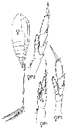 Species Neocalanus gracilis - Plate 40 of morphological figures