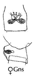 Espèce Neocalanus gracilis - Planche 41 de figures morphologiques
