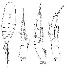 Species Canthocalanus pauper - Plate 10 of morphological figures