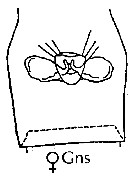 Espèce Calanoides acutus - Planche 18 de figures morphologiques