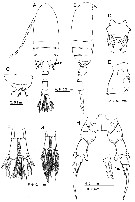 Species Pseudodiaptomus japonicus - Plate 6 of morphological figures