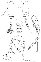 Espèce Pseudodiaptomus japonicus - Planche 7 de figures morphologiques