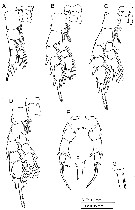 Species Pseudodiaptomus nansei - Plate 3 of morphological figures