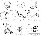 Species Pseudodiaptomus japonicus - Plate 22 of morphological figures