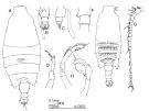 Espèce Candacia ethiopica - Planche 2 de figures morphologiques
