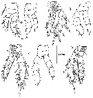Species Pseudocyclops juanibali - Plate 3 of morphological figures