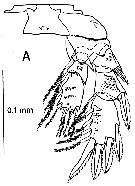 Species Pseudocyclops juanibali - Plate 5 of morphological figures