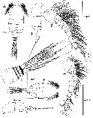 Species Pseudocyclops saenzi - Plate 1 of morphological figures