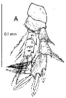 Species Pseudocyclops saenzi - Plate 4 of morphological figures