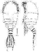 Species Pseudocyclops schminkei - Plate 1 of morphological figures