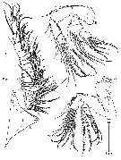 Species Pseudocyclops schminkei - Plate 3 of morphological figures