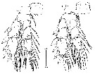 Species Pseudocyclops schminkei - Plate 6 of morphological figures
