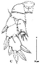 Espèce Pseudocyclops schminkei - Planche 7 de figures morphologiques