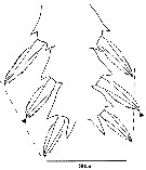Espèce Pseudocyclops schminkei - Planche 11 de figures morphologiques